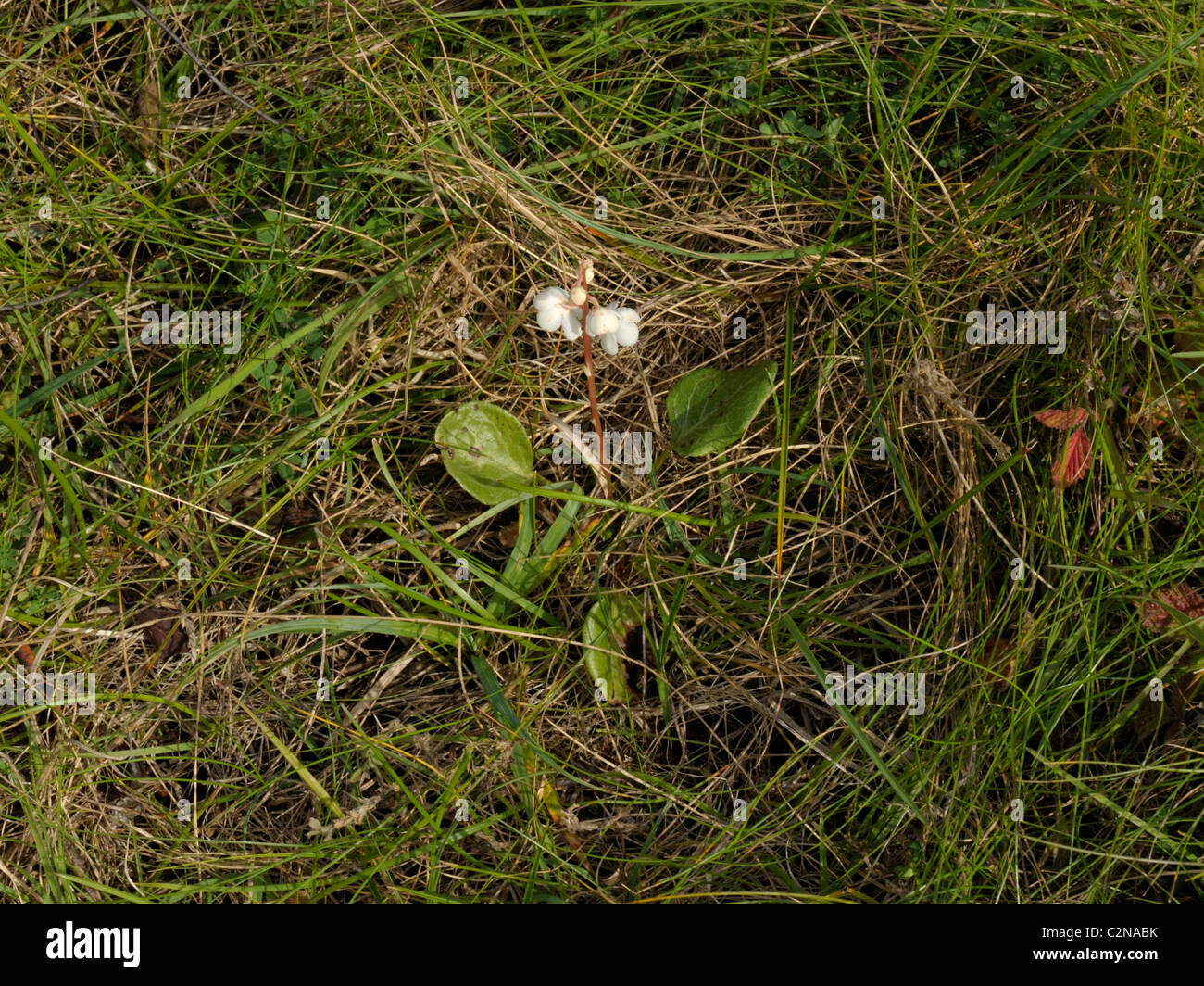 Round-leaved Wintergreen, pyrola rotundifolia Stock Photo
