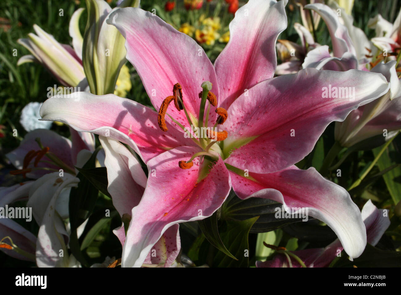 Pink And White Lily Flower Taken In Formby, Merseyside, UK Stock Photo