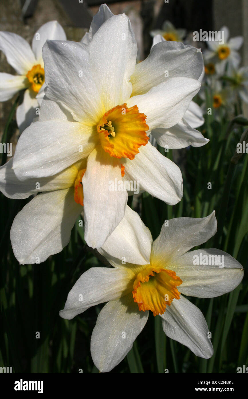 White Daffodils With A Gold Trumpet Taken at Formby, Merseyside, UK Stock Photo