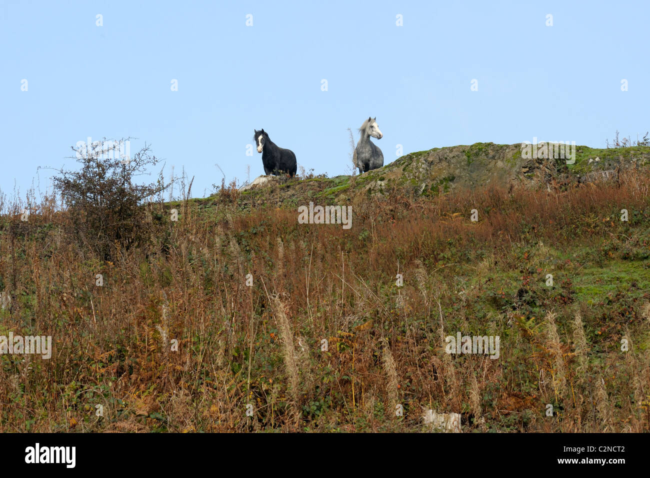 Ponies looking over a hill Stock Photo