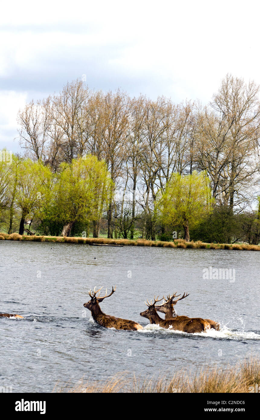 Deers swimming in a pond at Richmond Park, London, England, Great Britain, UK Stock Photo
