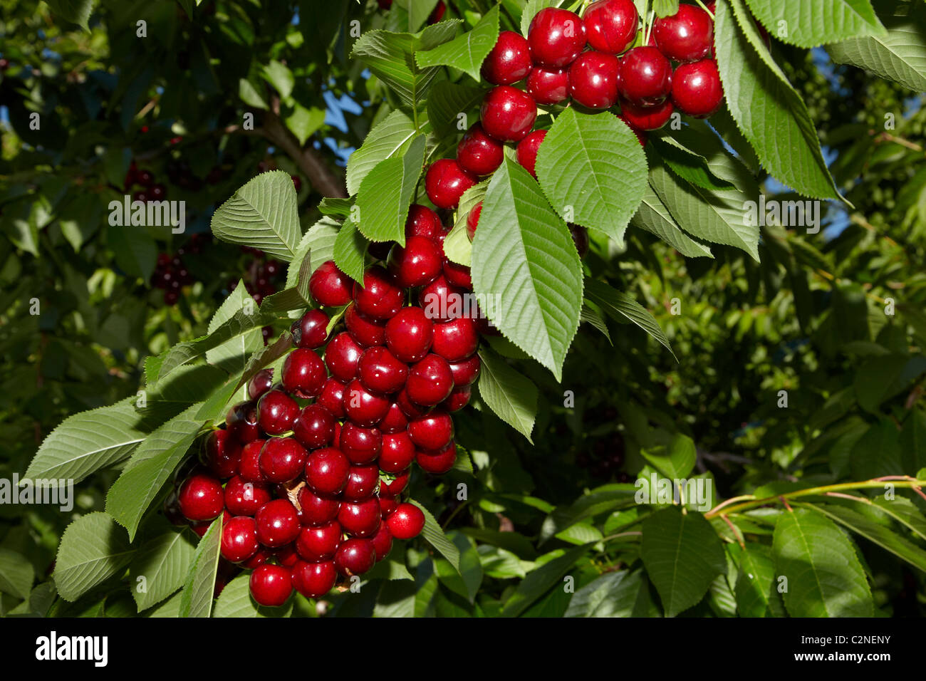 Cherry Fruit Tree Nz Fruit Trees