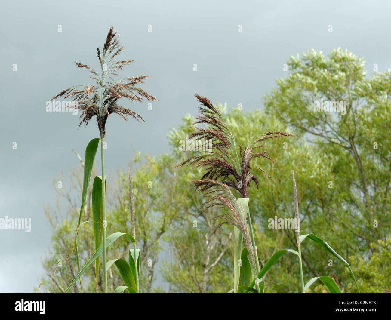Common Reed, phragmites australis Stock Photo