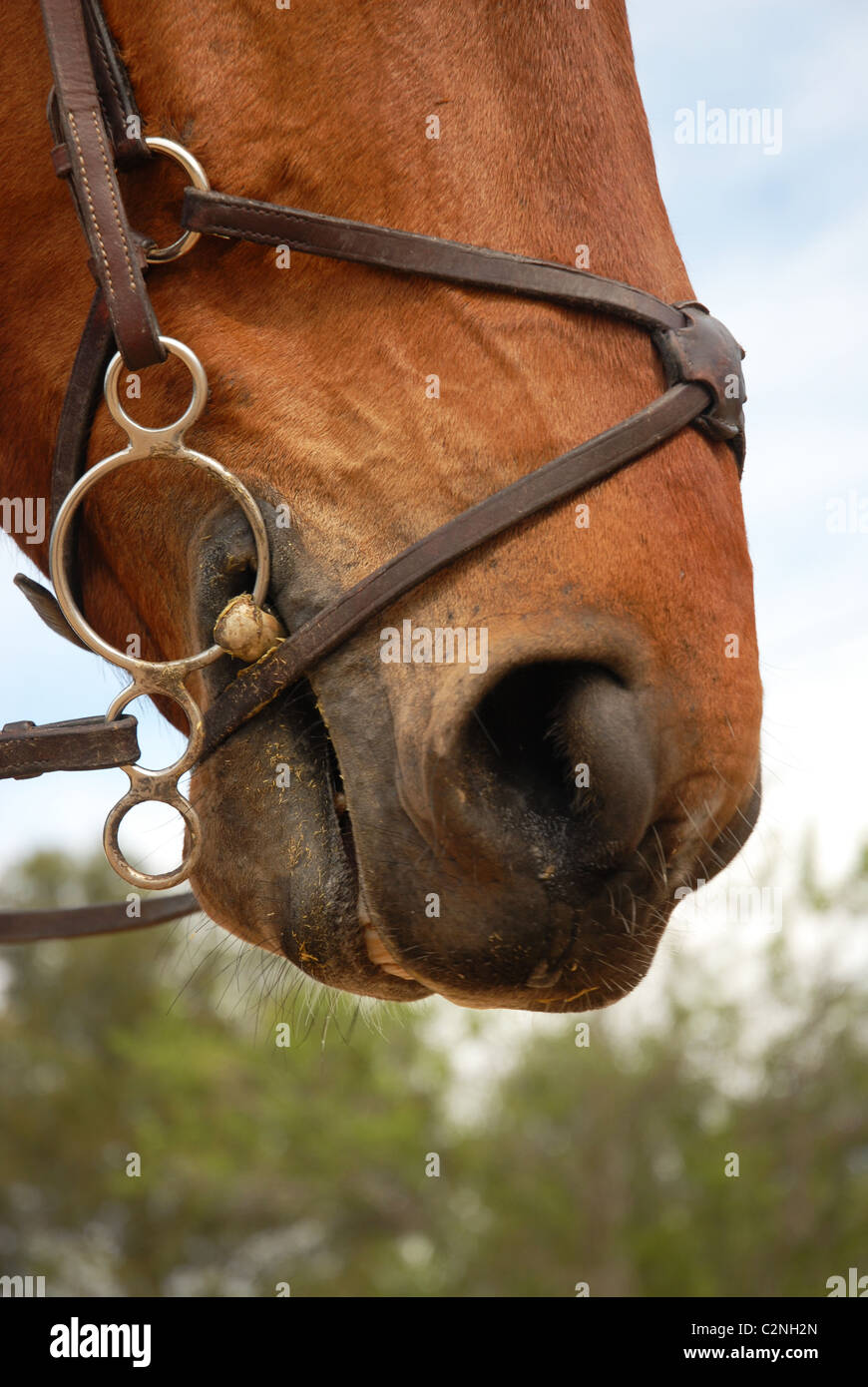 close up of a horse bridle on a head of horse Stock Photo