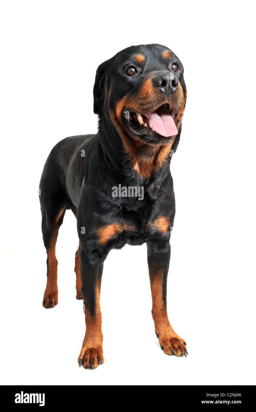 portrait of a purebred rottweiler in front of white background Stock ...