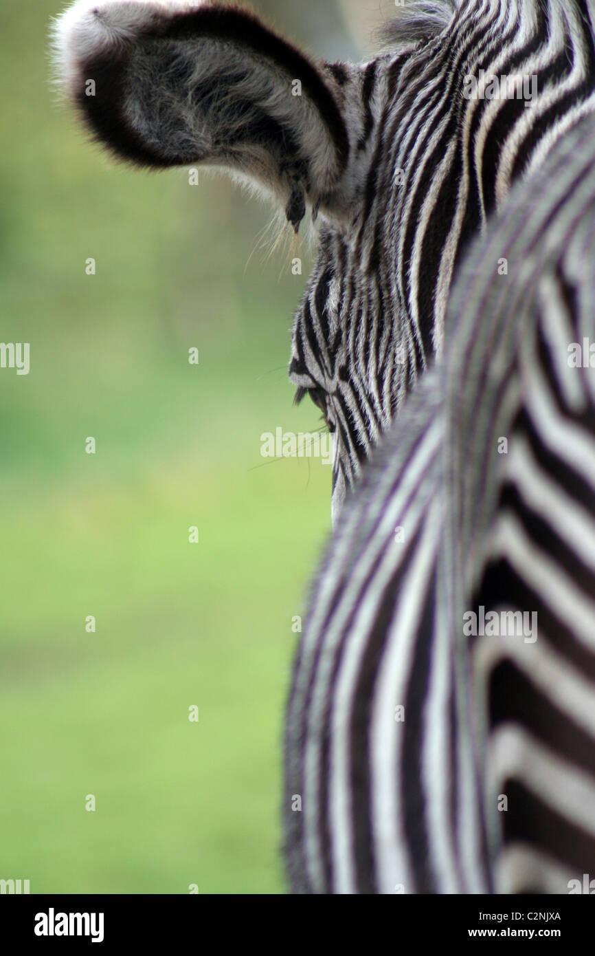 Burchells Zebra at West Midlands Safari Park, England, UK Stock Photo