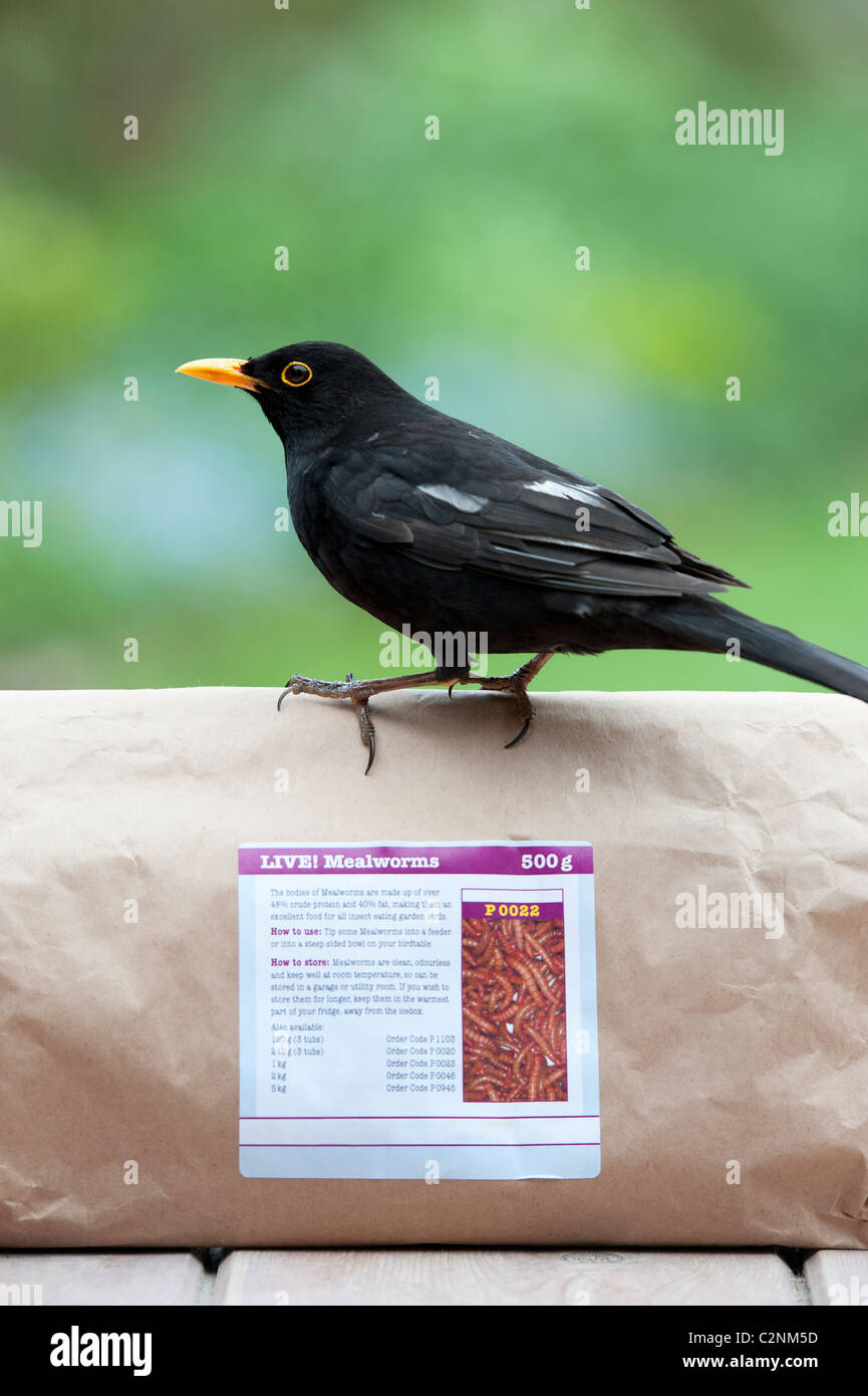 Feeding birds live mealworms hires stock photography and images Alamy