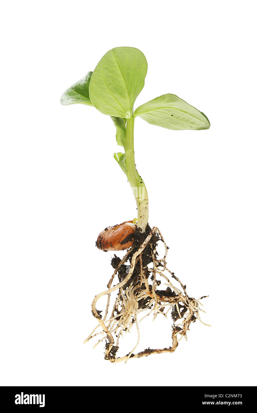 Broad bean seedling illustrating seed, shoot, leaves and roots Stock Photo