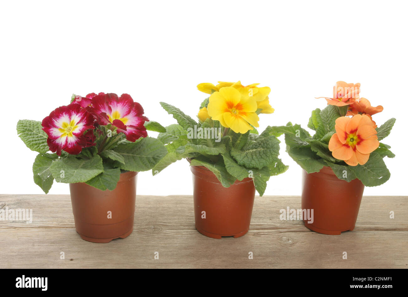 Three Spring bedding plants on a wooden bench Stock Photo Alamy