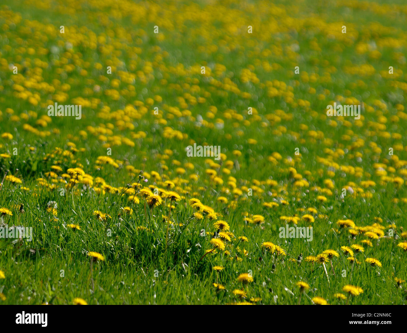Dandelion field uk hi-res stock photography and images - Alamy