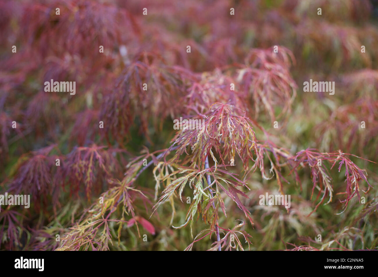 Acer palmatum dissectum 'Ornatum Variegatum' leaves Stock Photo