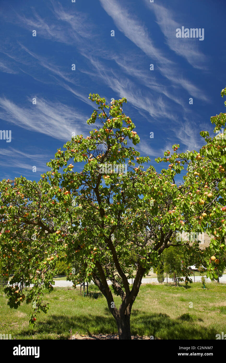 Apricot orchard and cirrus clouds, Bannockburn, Central Otago, South Island, New Zealand Stock