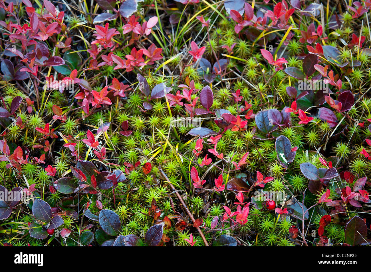 Colorful autumn groundcover plants. Stock Photo
