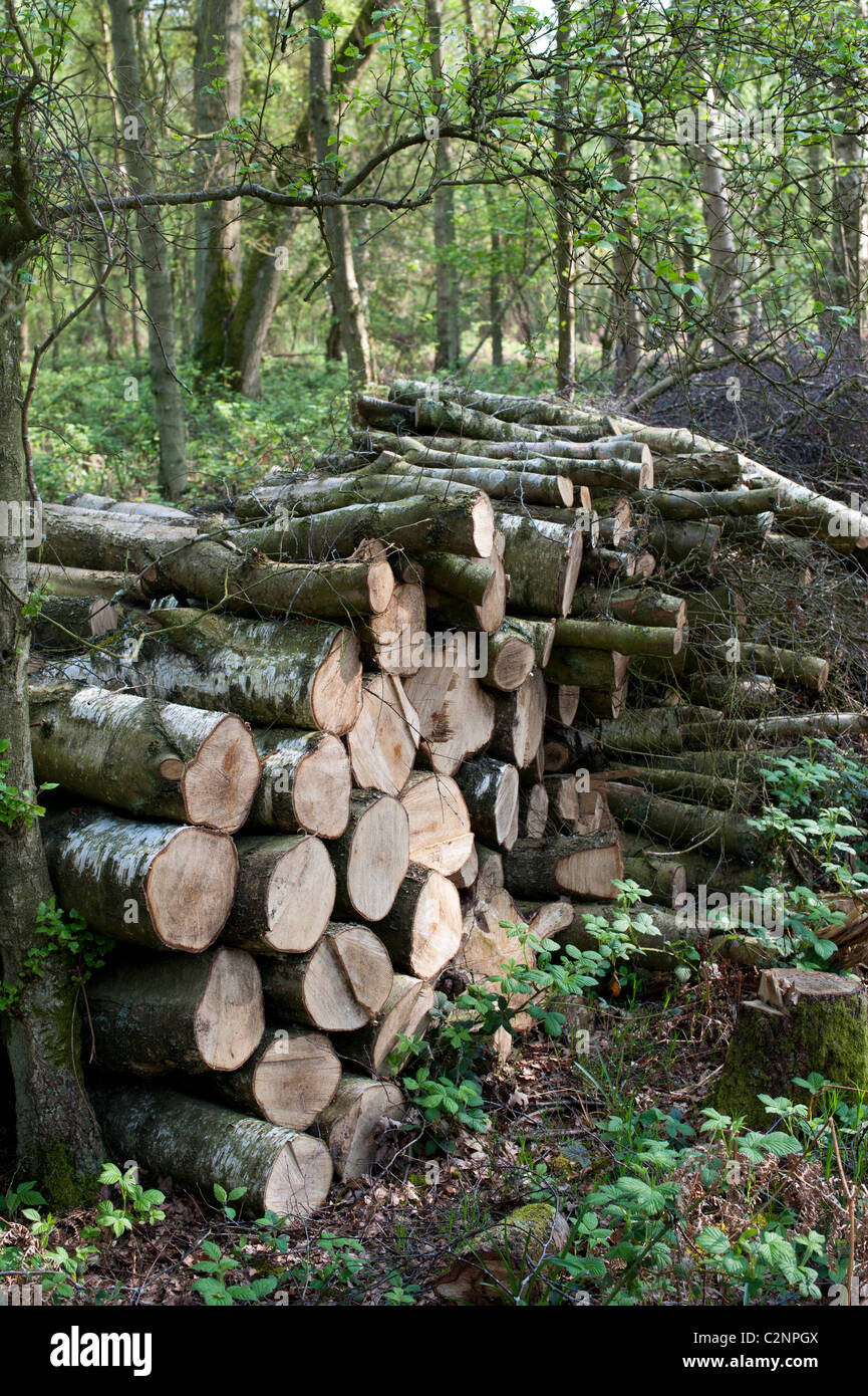 Stack of chopped trees left in an english woodland for a wildlife habitat. Oxfordshire, UK Stock Photo