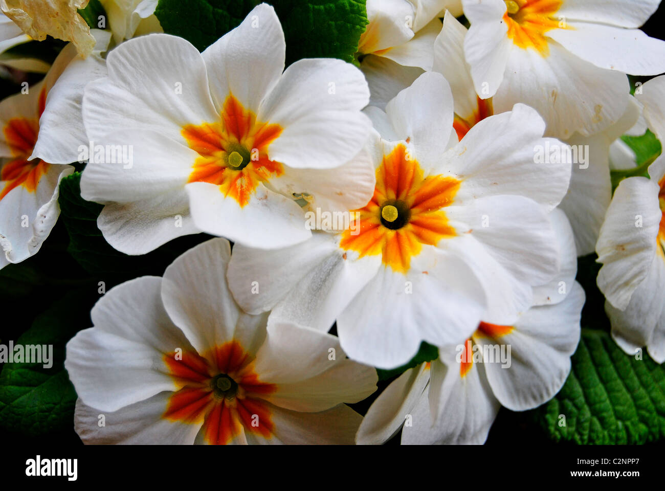 white and yellow primroses in spring Stock Photo