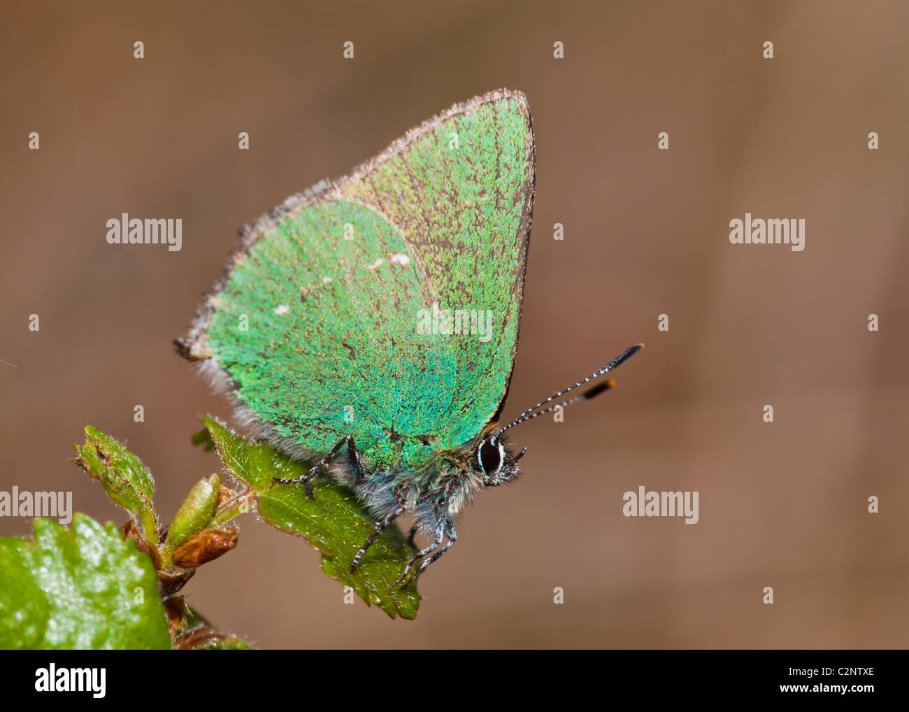 Green Hairstreak butterfly Stock Photo Alamy