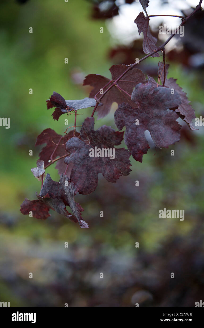 Vitis vinifera 'Purpurea' grape leaves Stock Photo