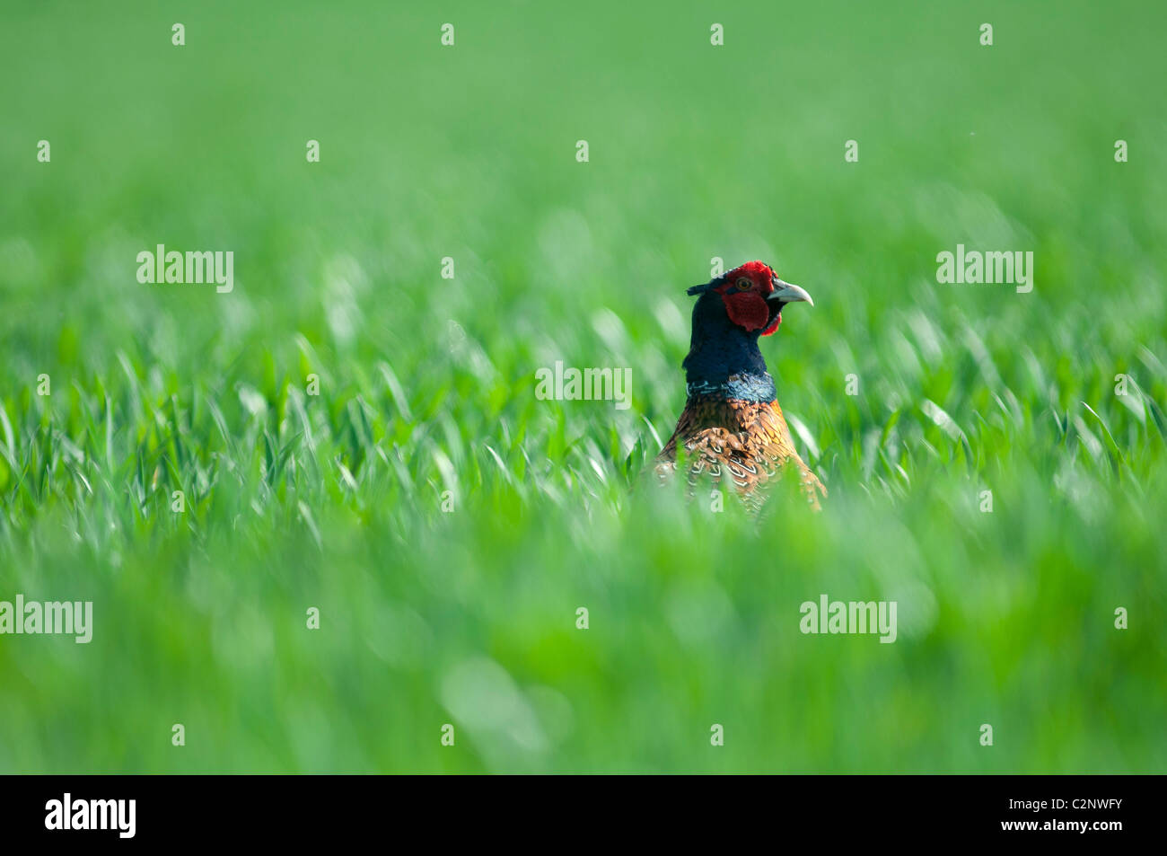Male Pheasant in field countryside kent England UK Stock Photo