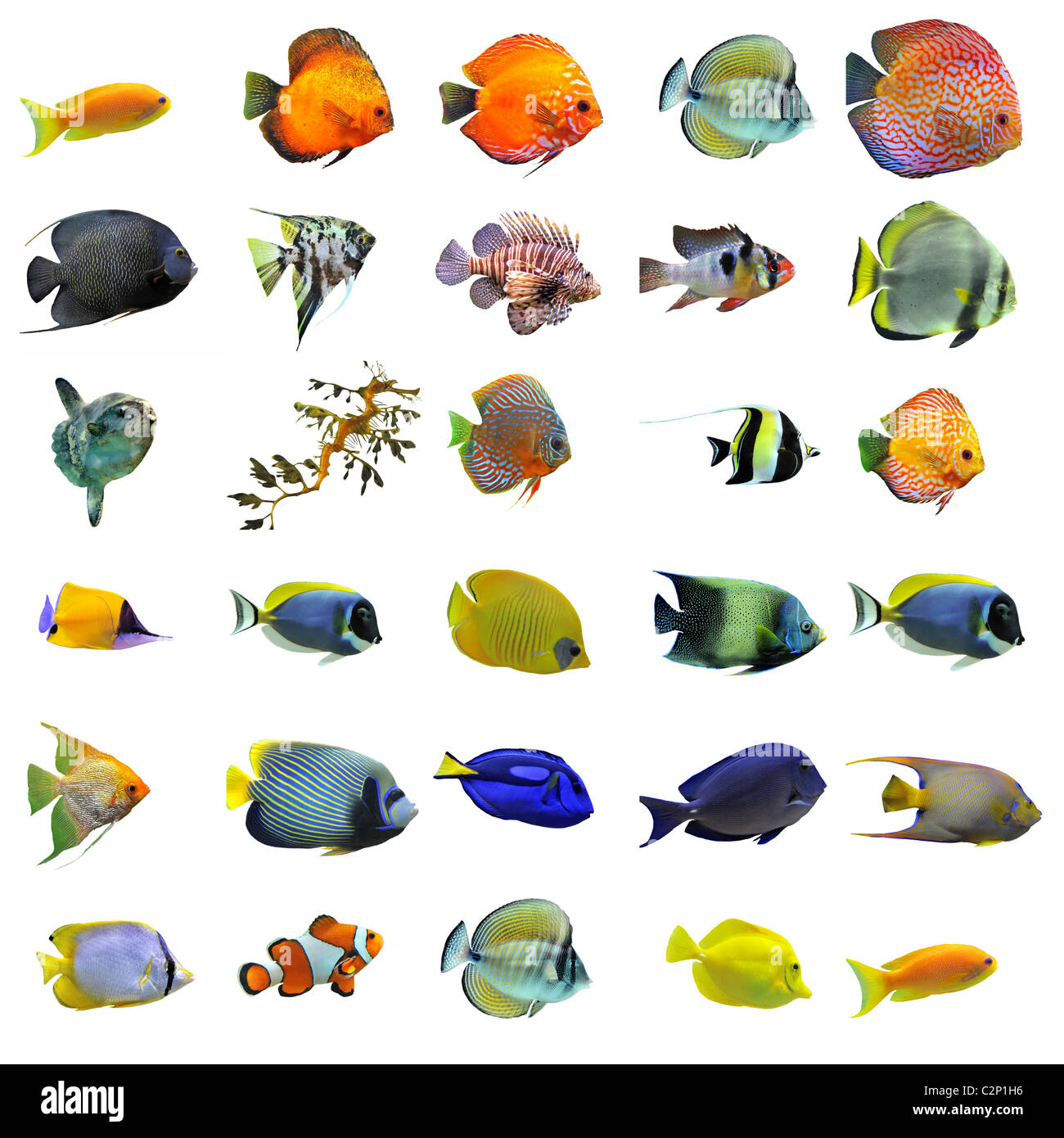 group of fishes on a white background Stock Photo