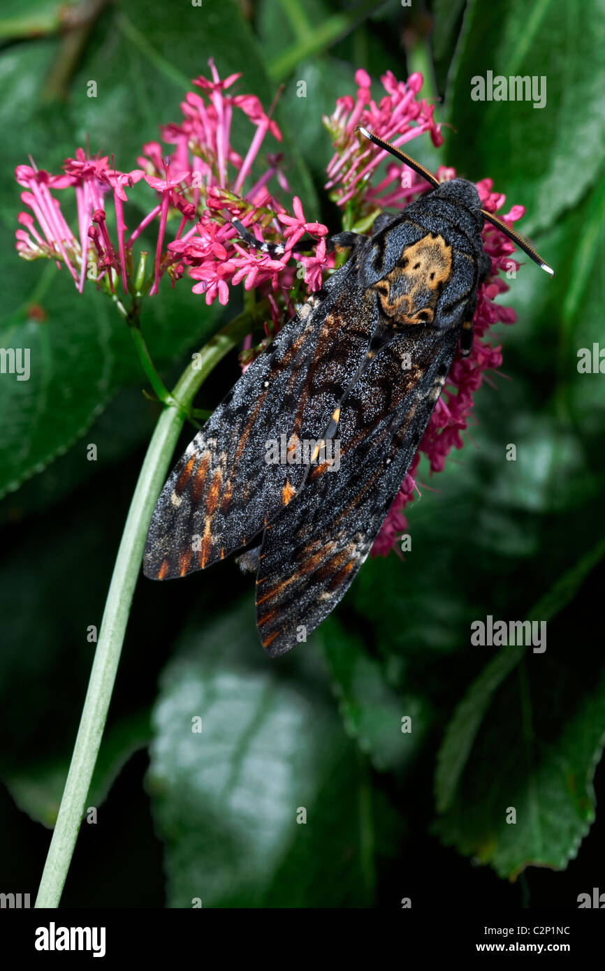 Death's Head Hawk Moth - Acherontia — The Butterfly Babe