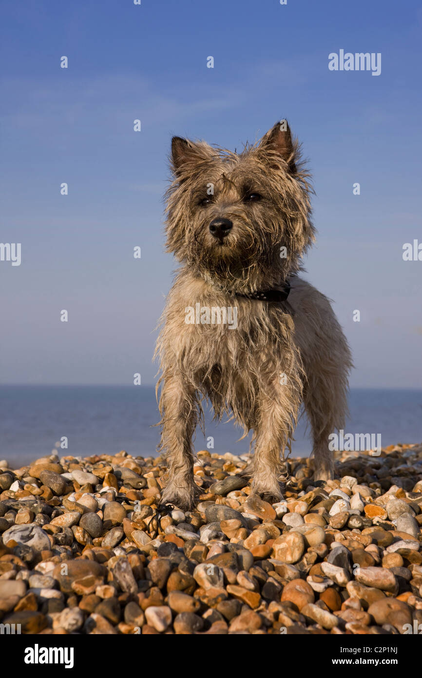 Dog on beach Stock Photo