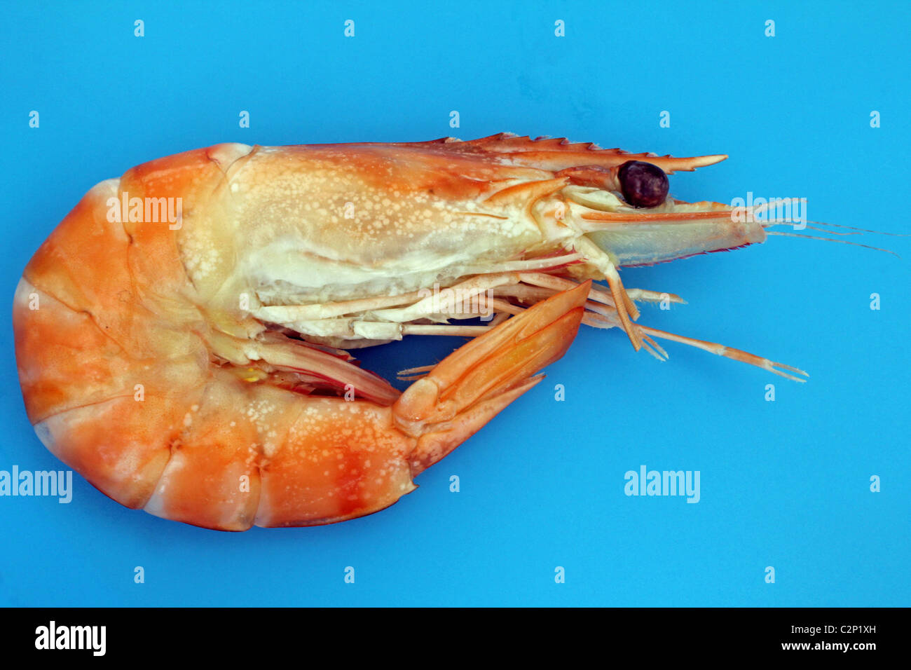 Cooked ready to eat King Prawn Stock Photo Alamy