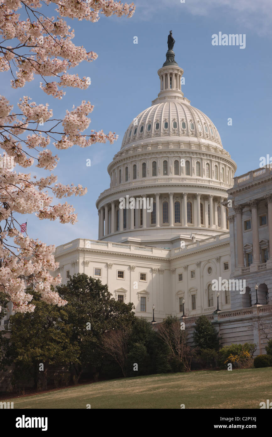 The US Capitol Building framed by spring cherry blossoms in Washington, DC. Stock Photo