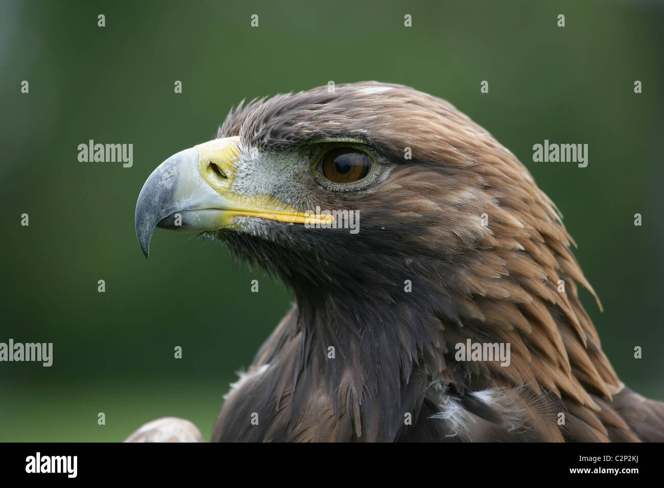 Close-up of Scottish [Golden Eagle] [Aquila chrysaetos] with side view ...