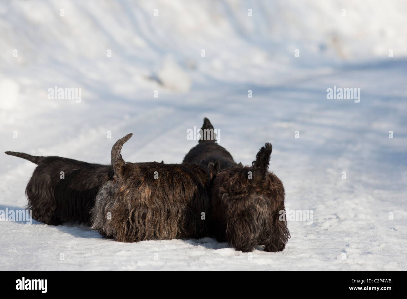 Dogs on snowy road Stock Photo Alamy