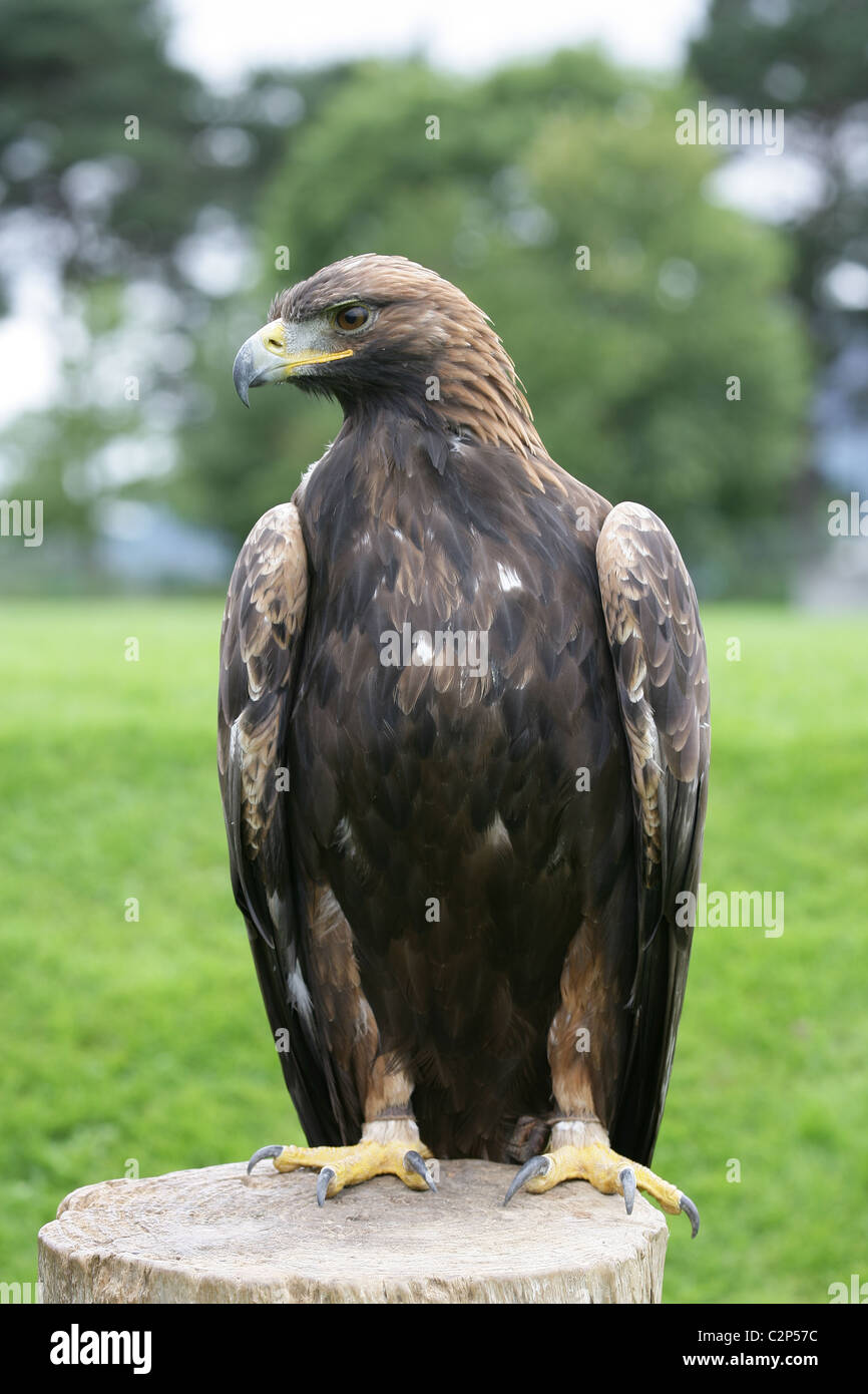 Captive Scottish Golden Eagle Aquila Chrysaetos Standing