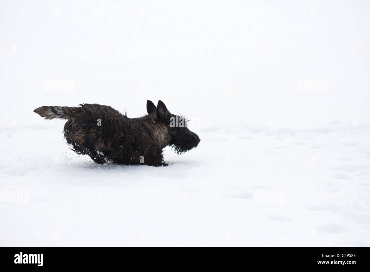 Scottish terrier puppy running in the snow Stock Photo