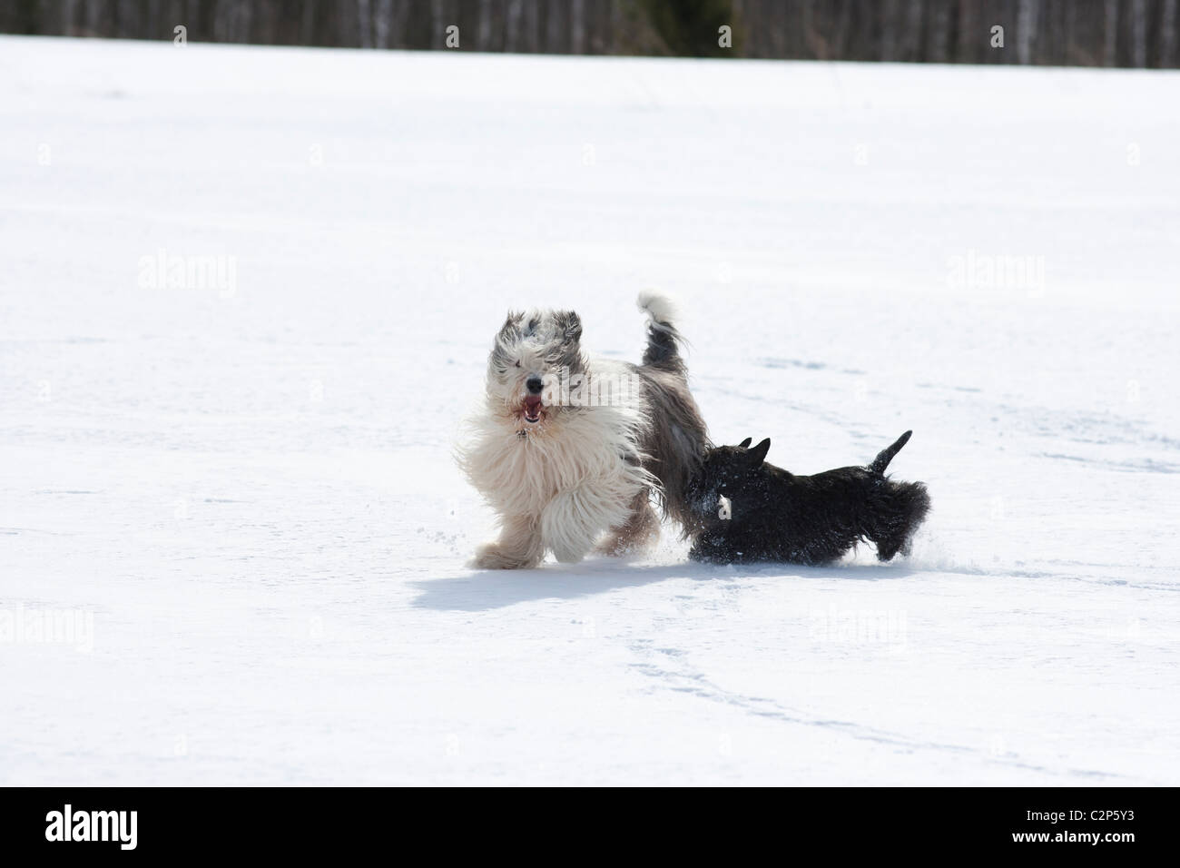 Dogs playing in the snow Stock Photo - Alamy
