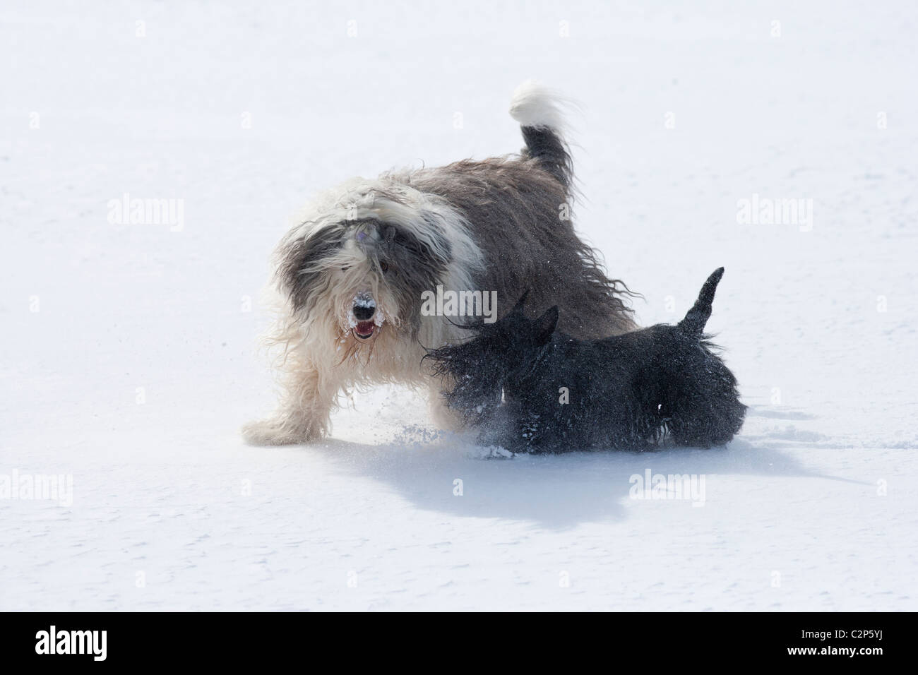 Dogs playing in the snow Stock Photo - Alamy