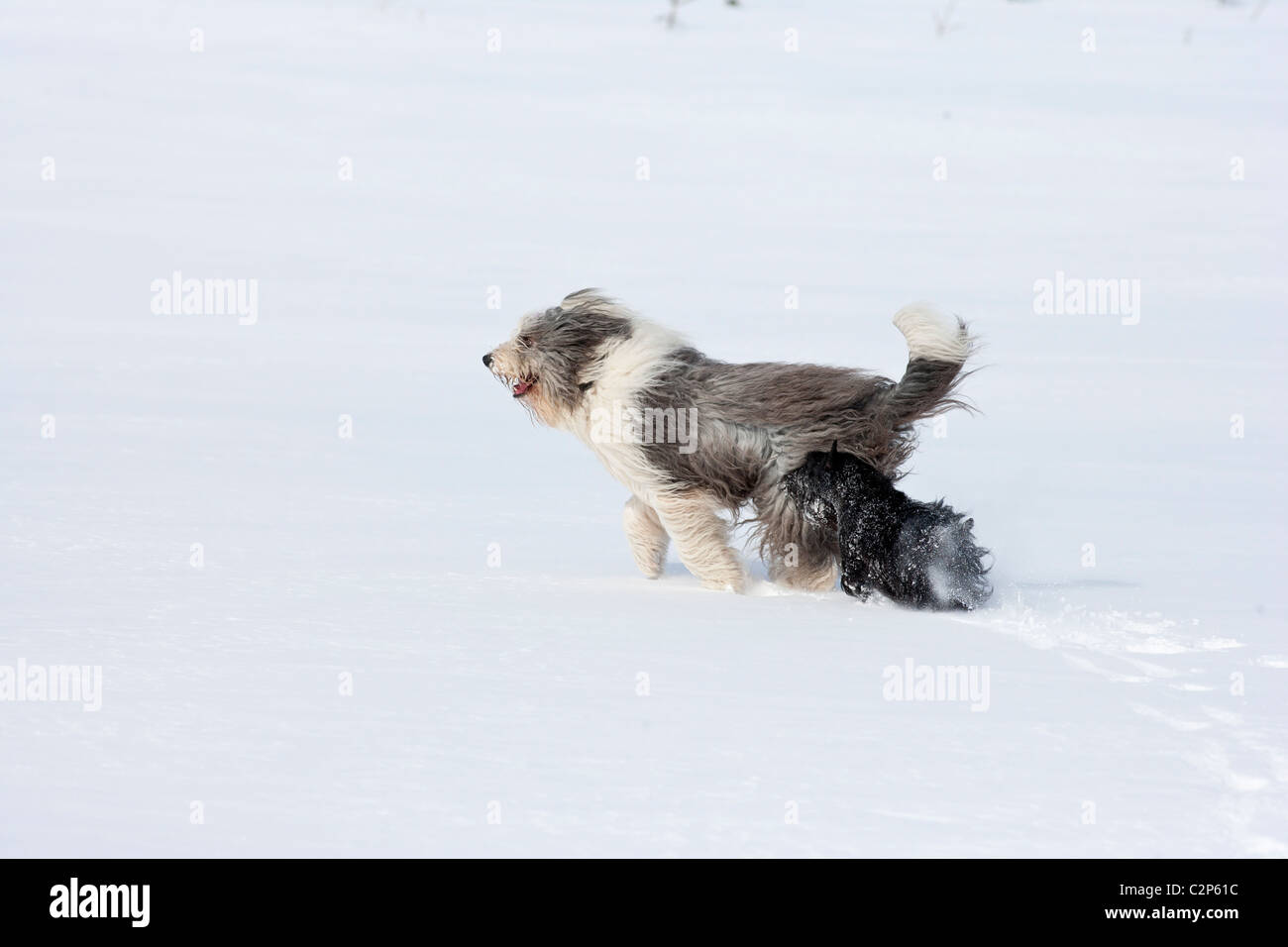 Dogs playing in the snow Stock Photo - Alamy