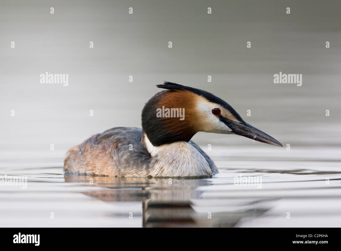 great crested grebe, watermead park - Stock Image