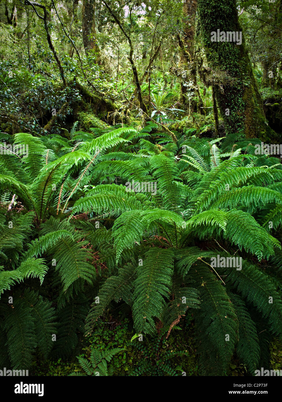 NZ Flora main image 1