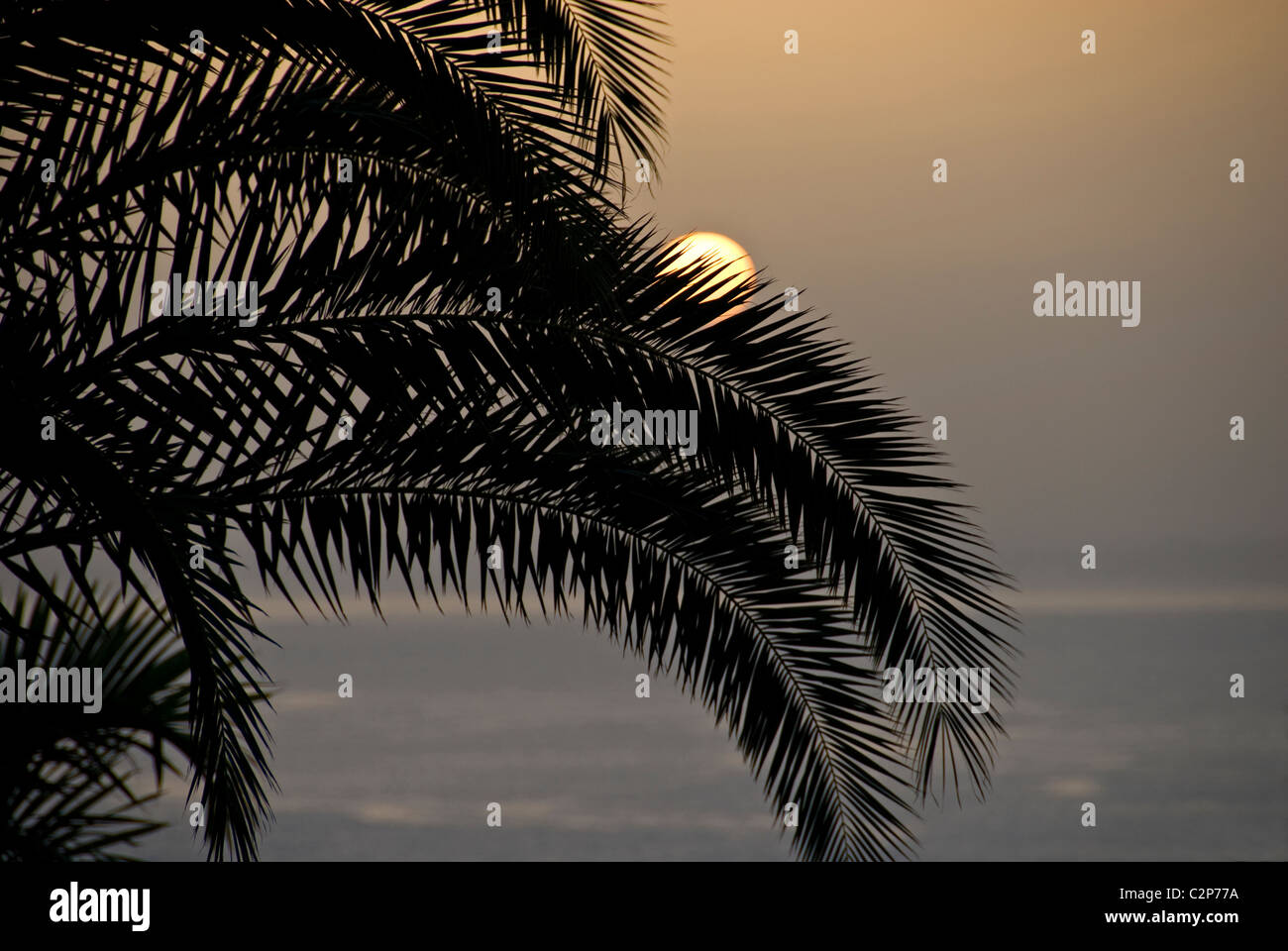 Sunrise with palm tree hi-res stock photography and images - Alamy