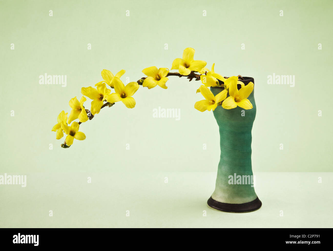Forsythia in Vase on green background Stock Photo - Alamy