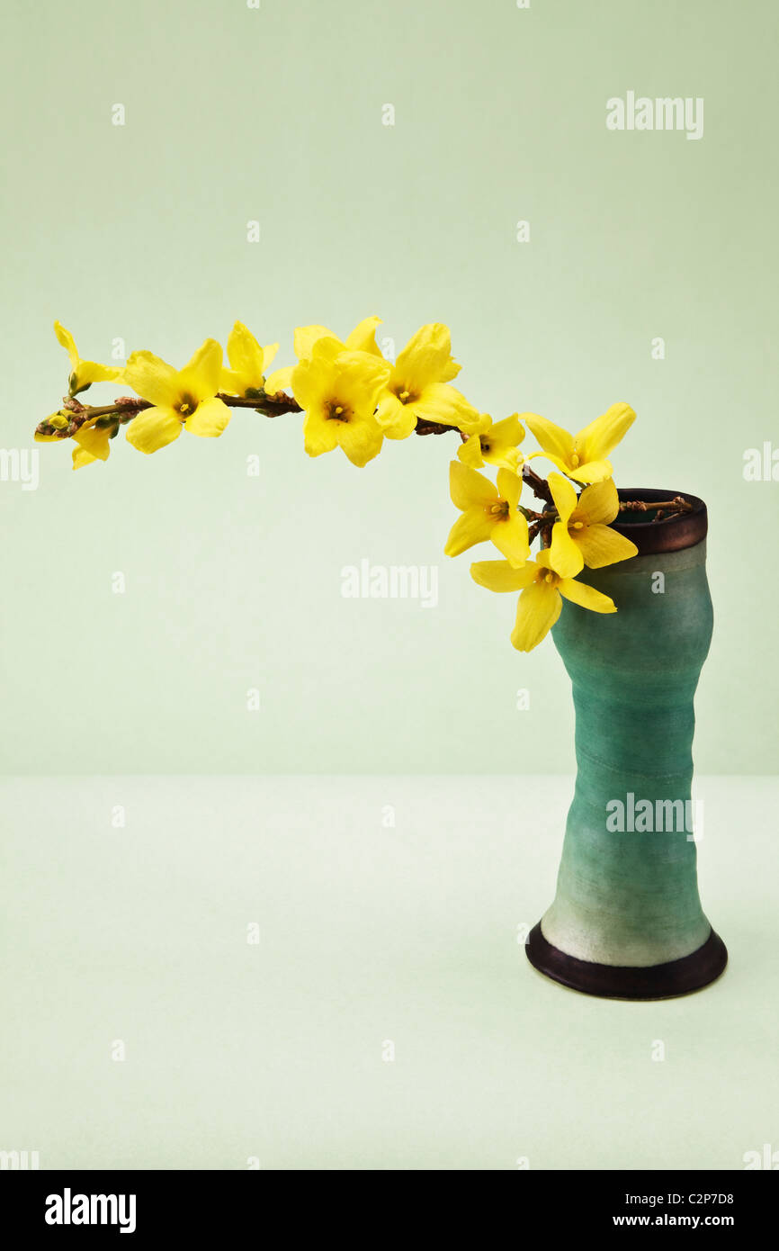 Forsythia in Vase Stock Photo - Alamy