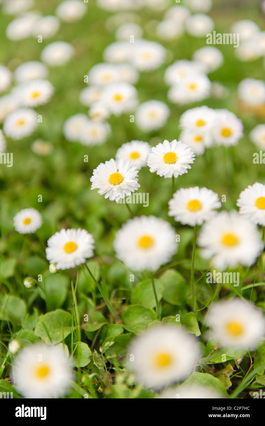 Flowerbed with white flowers Stock Photo