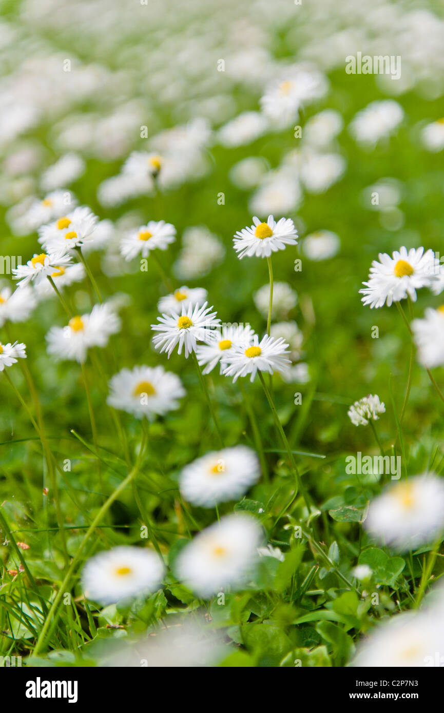 Flowerbed with white flowers Stock Photo