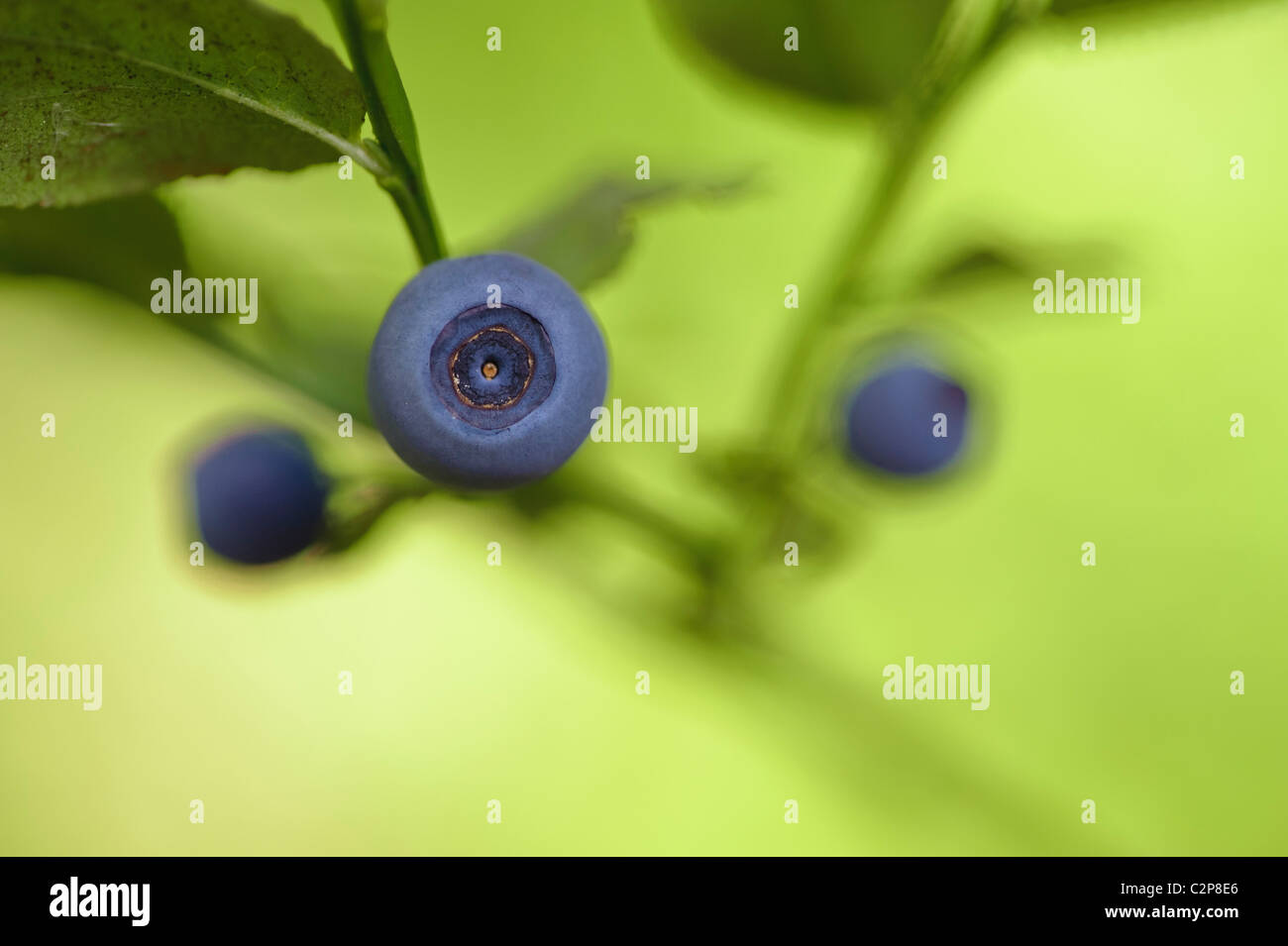 Close-up of Blueberries Stock Photo