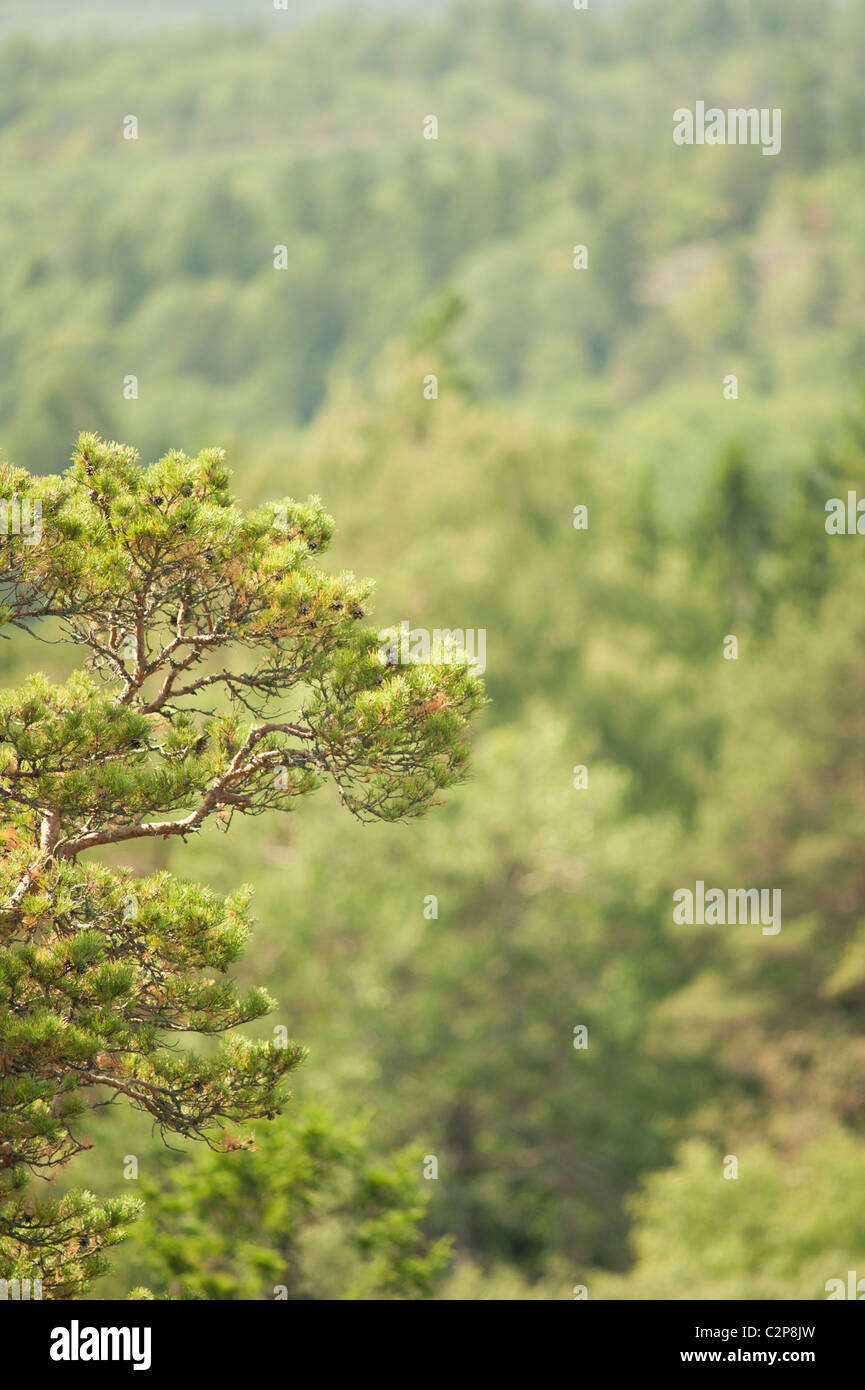 Green pine tree hi-res stock photography and images - Alamy