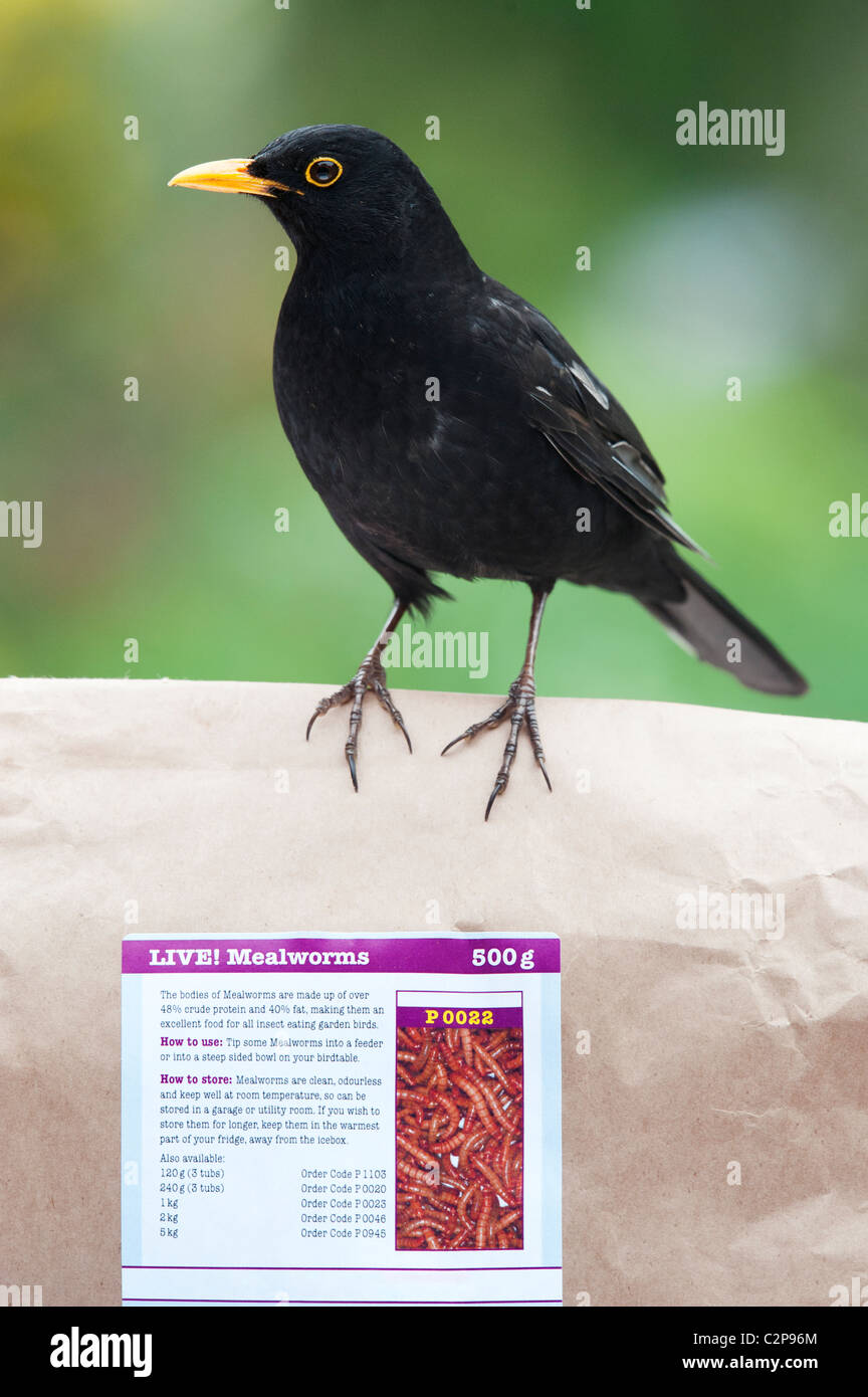 Feeding birds live mealworms hires stock photography and images Alamy