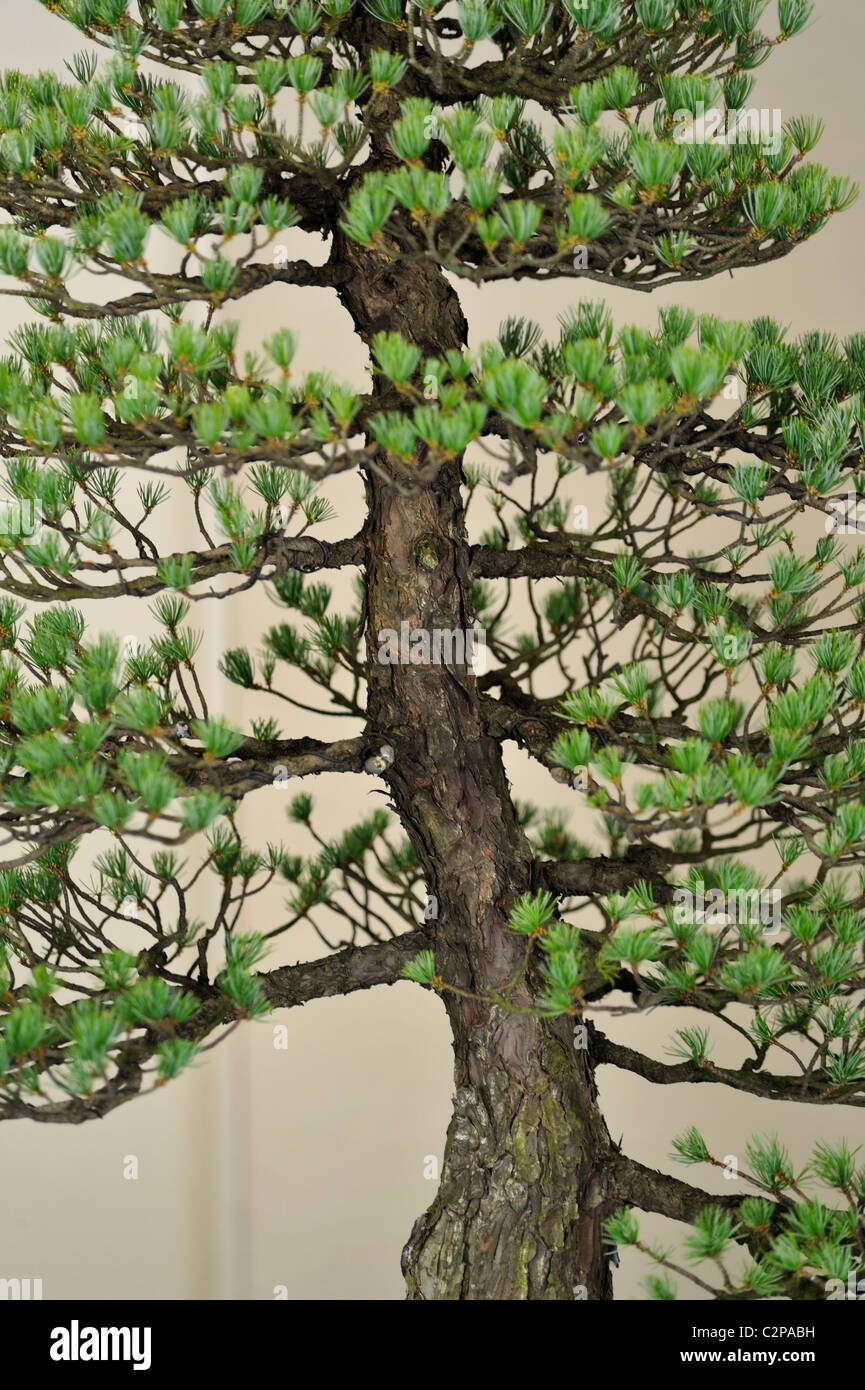 Detail of a miniature pine tree at bonsai show in Nikko Stock Photo Alamy