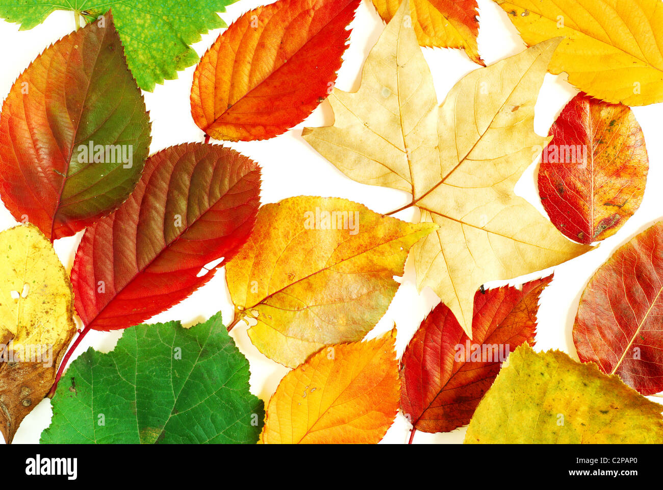 Collection of different shaped and colored autumn leaves photographed on white background Stock Photo