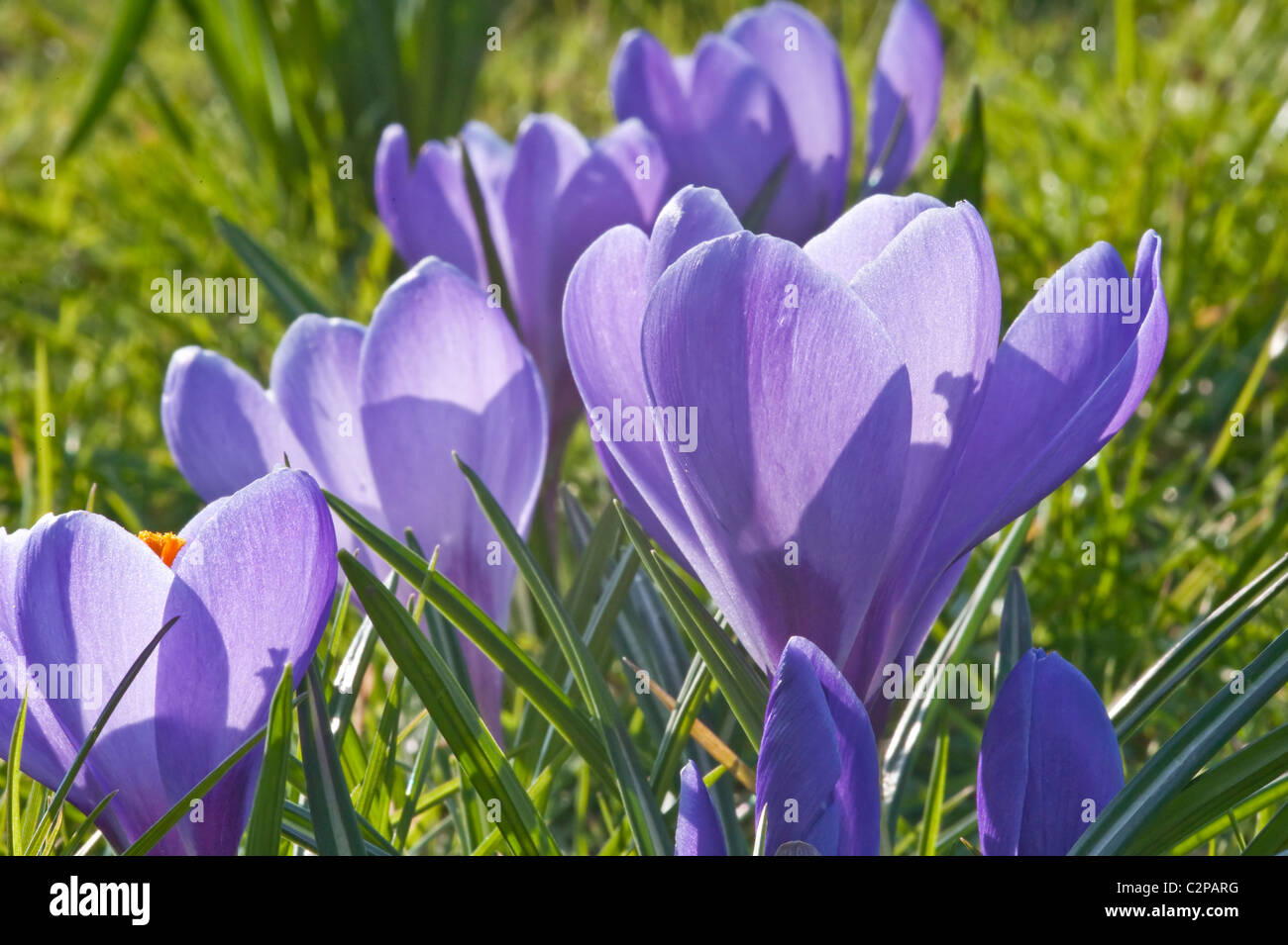 Fresh Spring crocus flower low view shallow depth of field Stock Photo