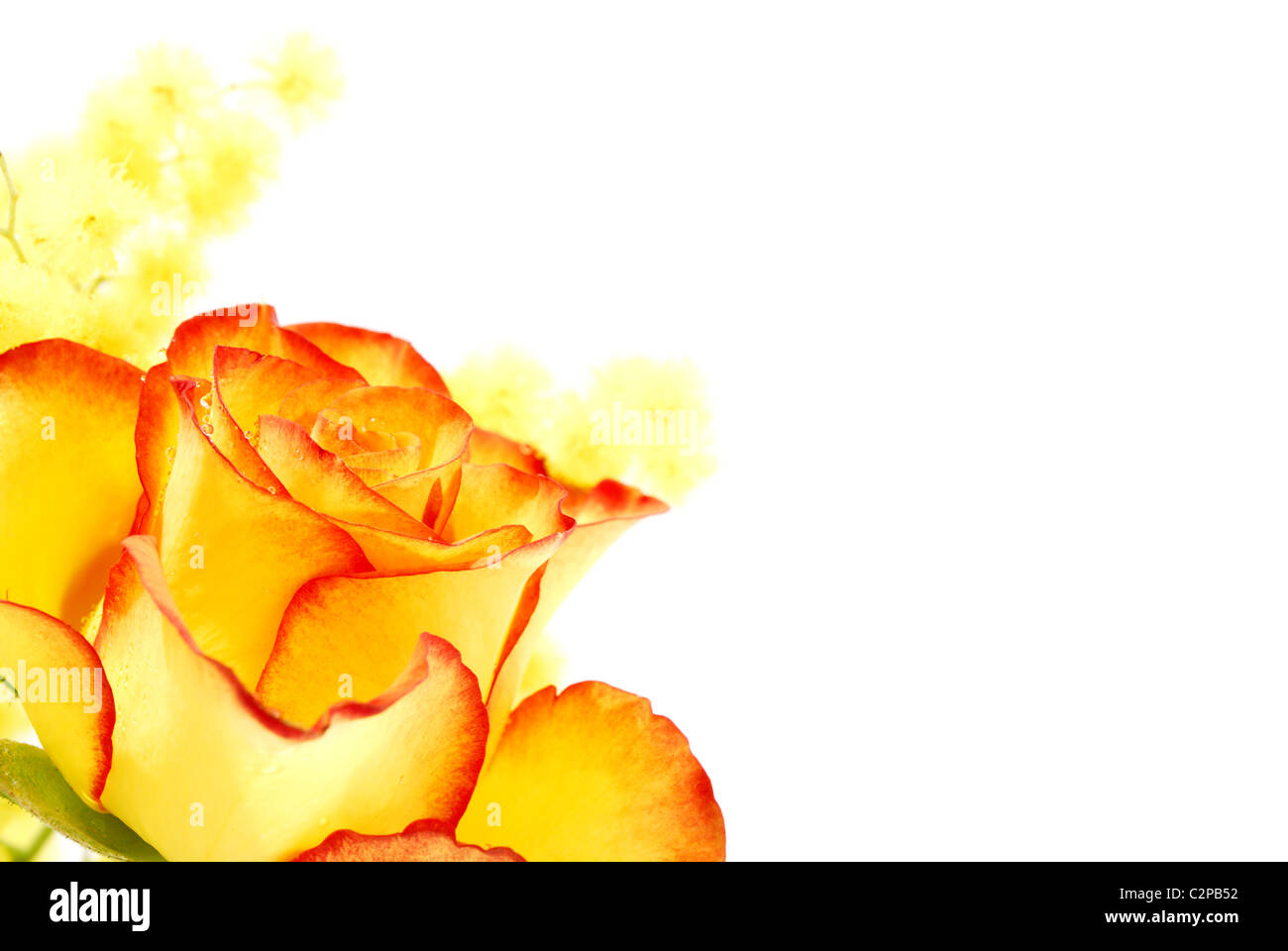 Yellow Roses With Red Edges Yellow rose with red edges photographed on white background Stock Photo ...