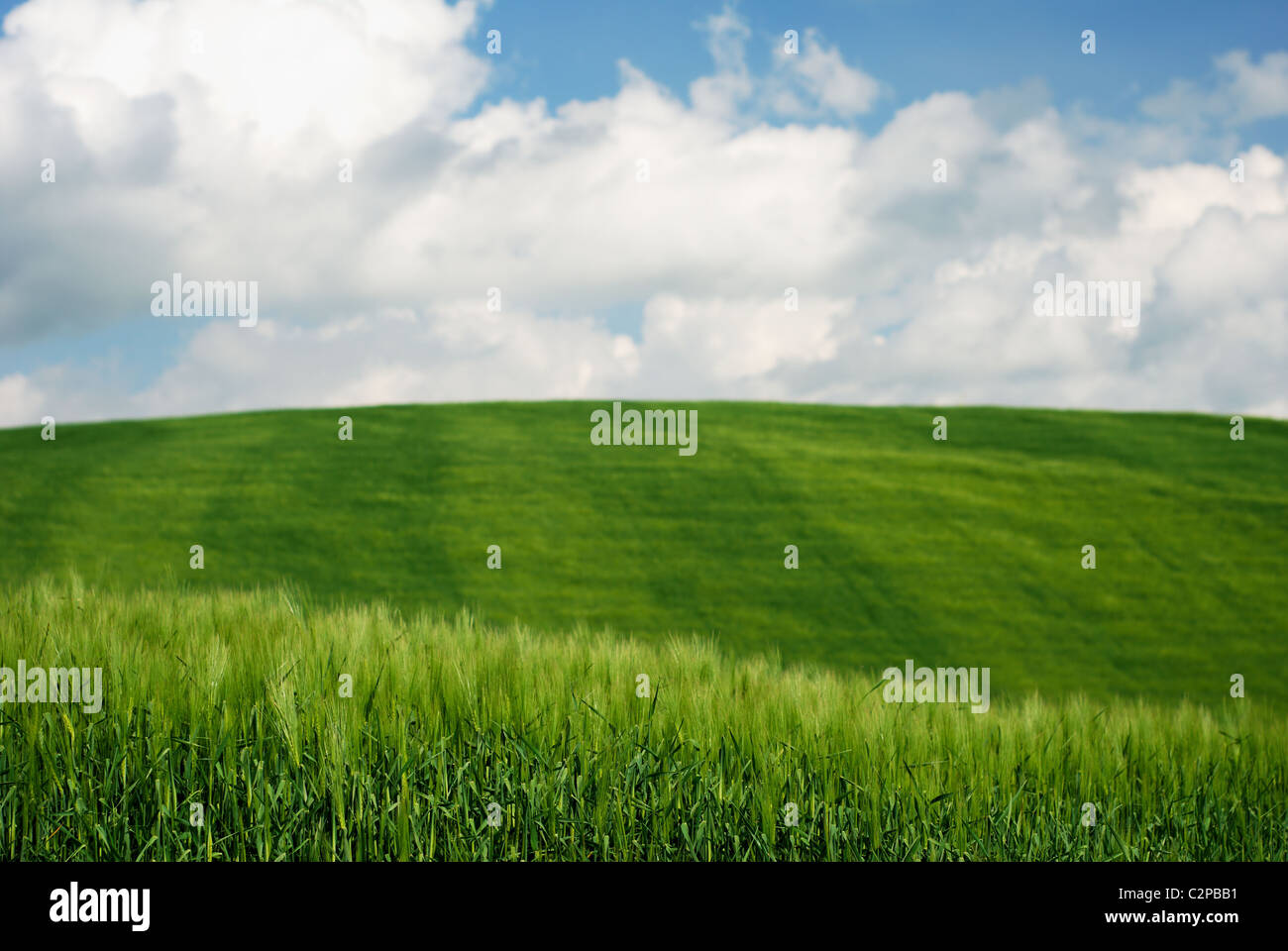 Green wheat fields with blue and white sky Stock Photo