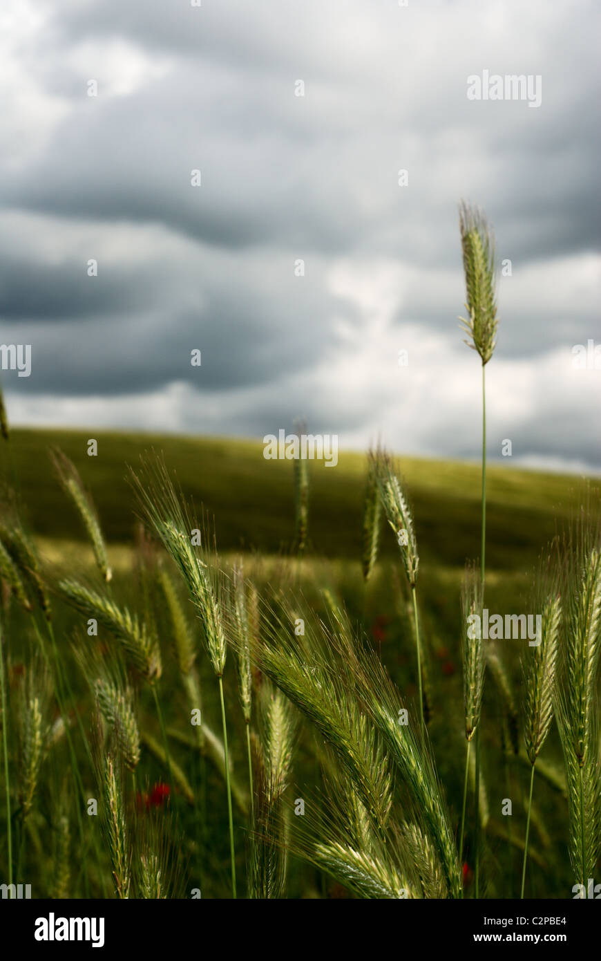 Wheat stems standing up against stormy sky Stock Photo